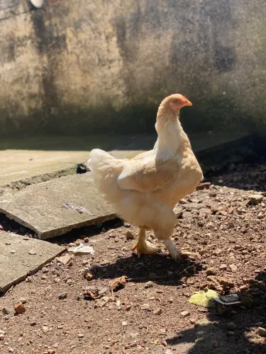 Galinhas Bramah venda