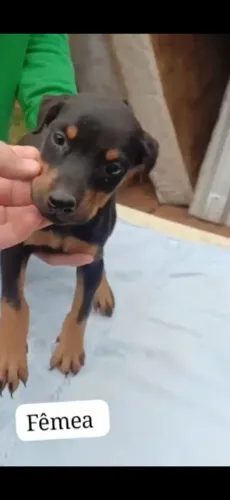 Dobermann femea orelha