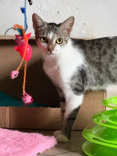 Gatinha carinhosa e castrada (10 meses)