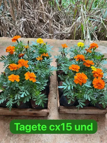 Plantas e jardins