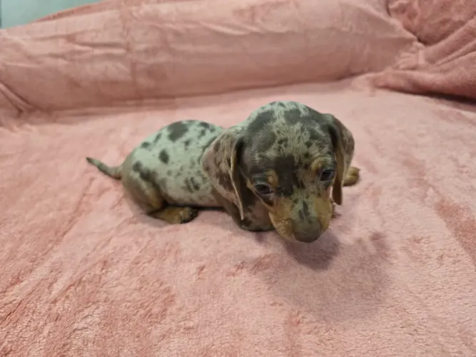 Daschund kyaneich fêmeas.