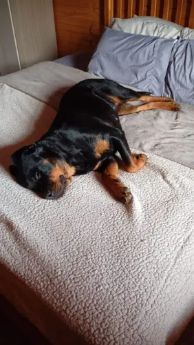 Rottweiler fêmea