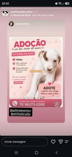 Cachorrinha para doação