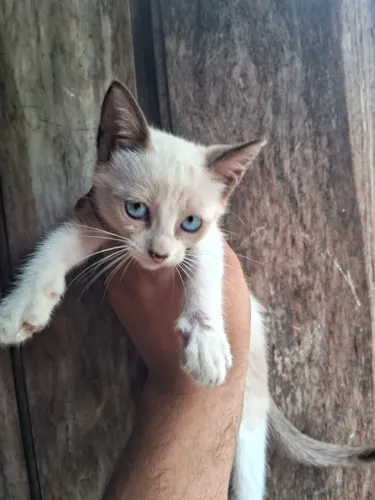 Gatinhos para doação 