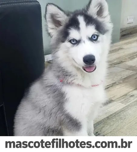 Husky Siberiano