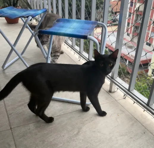 Linda gata preta