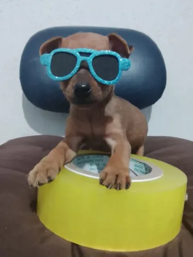 Mini filhote zero de pincher macho vacinados