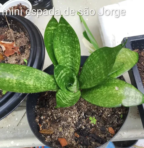 Jardim plantas mini espada de são Jorge