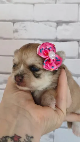 Chihuahua fêmea pelo longo com pedigree