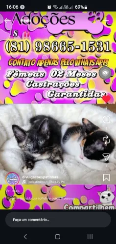 Adoção de gatinhas!