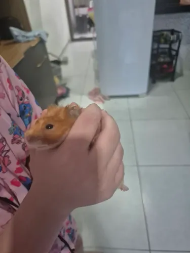 Hamster Laranja 4 meses pra trocar em macho 