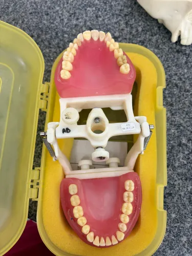 Manequim odontológico 