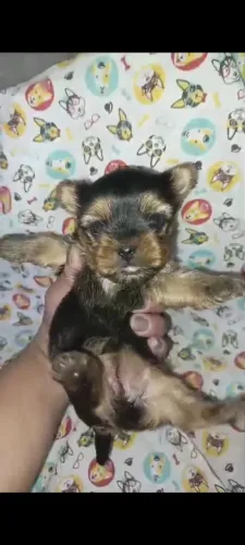 Yorkshire fêmea babyface linda disponível para o dia dos namorados 