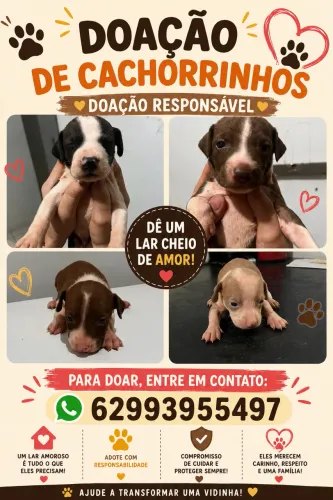 Doação de cachorros