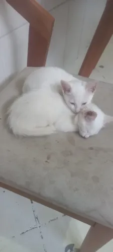 Doação de gato filhote lindos