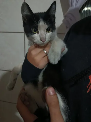 Filhote de gato para adoção 
