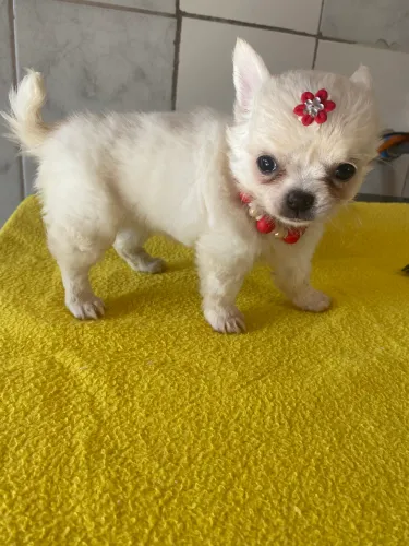 Vende se fêmea de chihuahua pelo longo micro