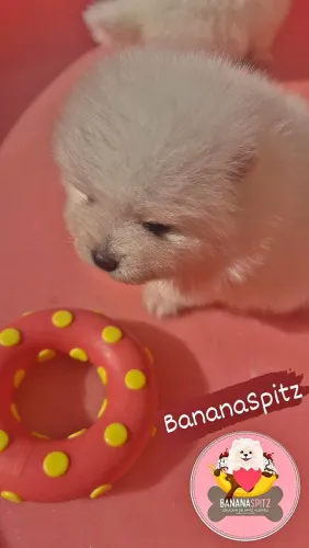 Spitz Alemão machos e Fêmeas 