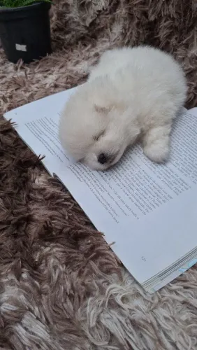 Spitz alemão anão o verdadeiro ursinho 
