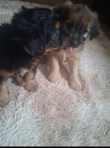Cachorro Yorkshire