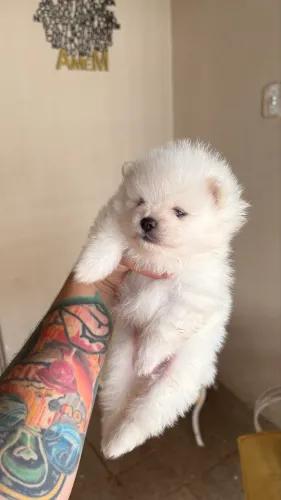 Spitz alemão anão com pedigree