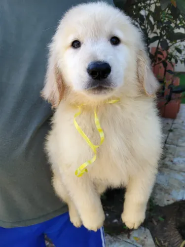 Disponível Macho e Fêmea de Golden Retriever