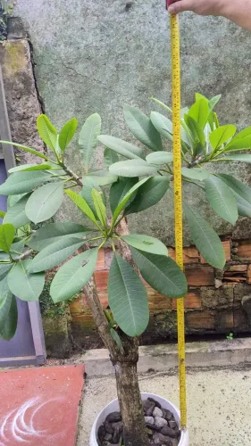 Planta Jasmim manga vermelha 1,20m