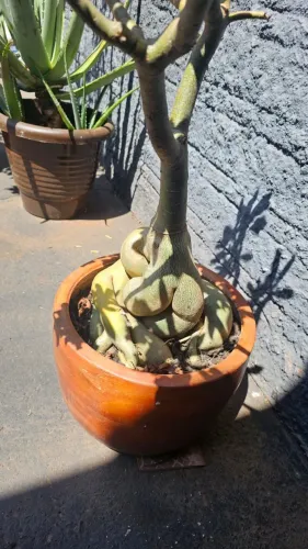 Rosa do Deserto