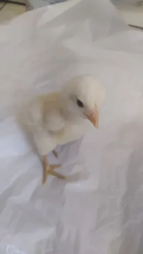 Frango Caipira - Pintinhos Disponíveis por Apenas R$ 10