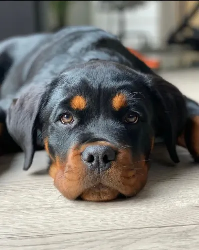 Filhotes de Rottweiler criados com carinho e responsabilidade.