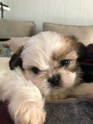 Shih tzu O artilheiro da fofura está disponível