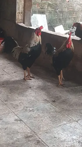 Dois galos por 45,00