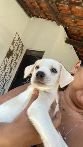 Filhote para adoção responsável