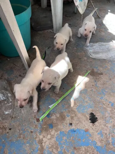 Vende filhotes de labrador fêmea e macho são puros