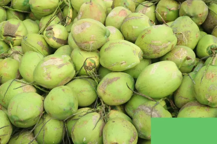 Coco verde