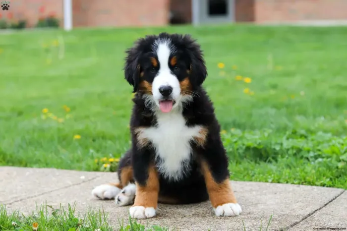 Bernese | Entregamos ainda hoje