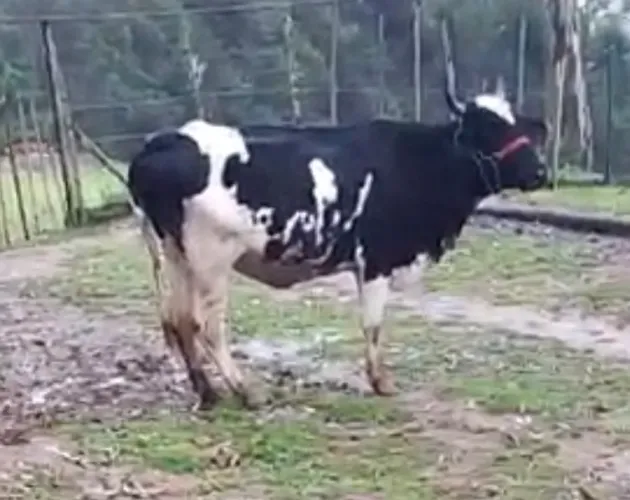 Vaca de primeira cria - aceito troca