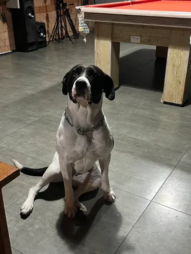 Fêmea castrada , dócil mas protetora