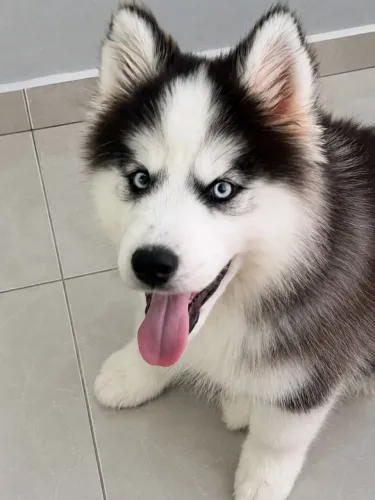 Filhote husky siberiano