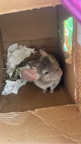 Vendo chinchila com gaiola 