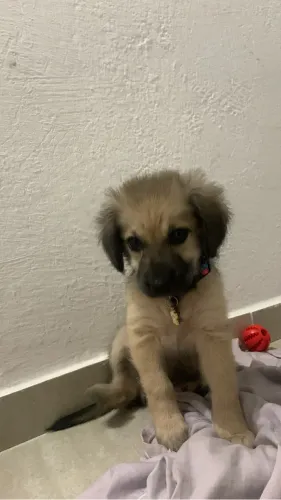 Doação cachorrinha