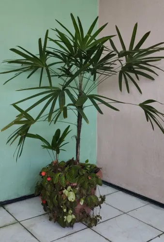 Planta Palmeira Rafis