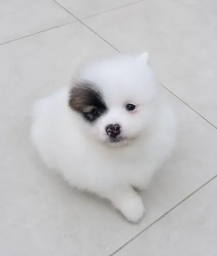 Lulu da Pomerânia Filhotes Spitz alemão 
