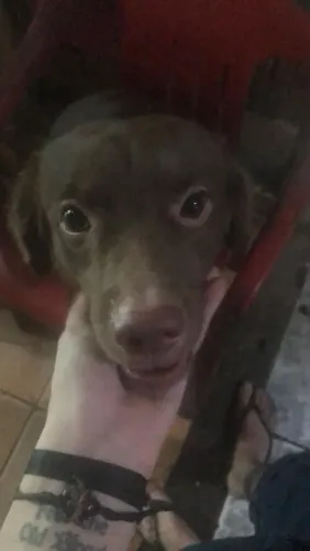Doar-se Cachorros 
