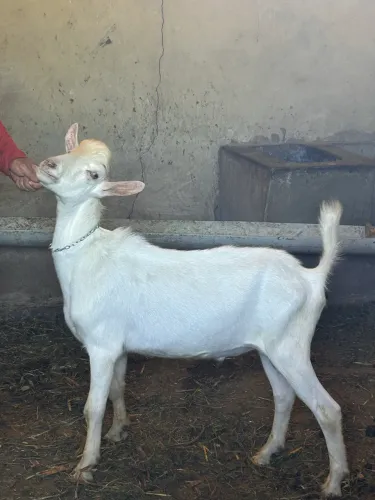 Vendo 4 cabritas e 2 bodinhos para abate!