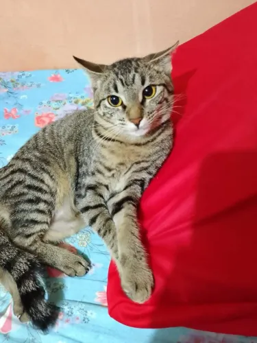 Gatinha pra adoção 