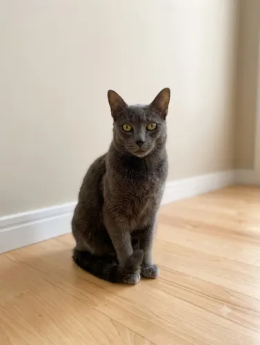 Gata Cinza Blue Adoção