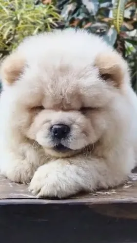 Chow chow filhotes