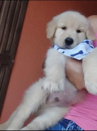 Golden Retriever macho