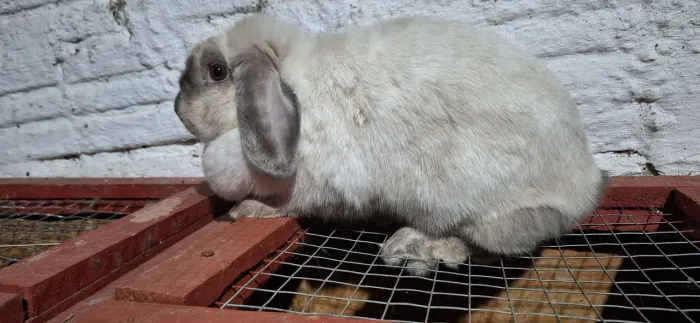 Plantel  de coelhos   mini lop adulto  em idade reprodutiva gaiolas.